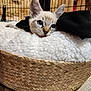 Appy a rejoint le concours — aidez-le/la à gagner de superbes lots ! kitten, cat, blue_eyes, basket, blanket, cozy, indoor, fur, pet, resting, cute, animal, feline, soft, curious, ears, whiskers, wood_floor, cage, black_cloth