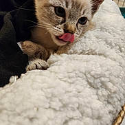 Appy participe au concours pour gagner de l'argent avec cette photo : kitten, cat, tongue_out, close_up, fluffy_blanket, cozy, pet, animal, cute, whiskers, paw, indoor, soft_texture, resting, young_cat, feline, curious, snuggling, warm, sleepy