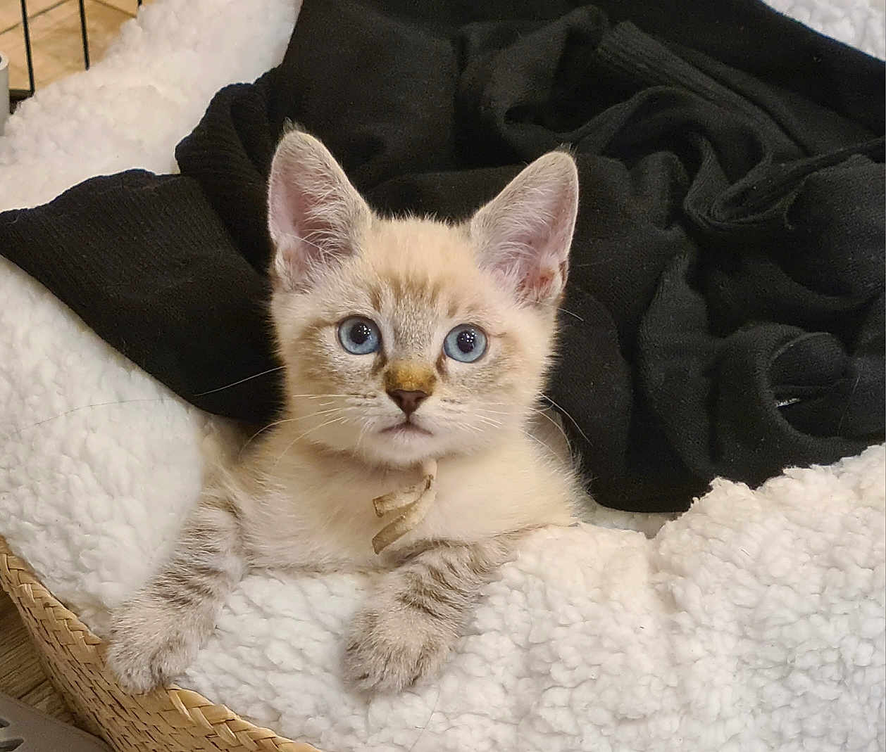 Appy participe au concours pour gagner de l'argent avec cette photo : kitten, cat, blue_eyes, basket, blanket, cozy, fur, pet, animal, indoor, cute, small, whiskers, ears, paws, resting, domestic, feline, curious, soft