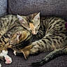 Patches And Bandit is registered to the contest to win money with this photo: animal, cat, companion, couch, cozy, cute, domestic, fur, furniture, indoor, kitten, paw, pet, pink_paw_pad, relaxing, resting, sleeping, snuggling, tabby, whiskers