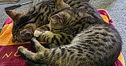 Patches And Bandit joined the competition — help win amazing prizes! animal, carpet, cat, companion, cozy, cute, domestic_cat, feline, fur, indoor, nap, pets, relaxation, resting, sleeping, striped, tabby_cat, towel, two_cats, whiskers