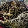animal, carpet, cat, companion, cozy, cute, domestic_cat, feline, fur, indoor, nap, pets, relaxation, resting, sleeping, striped, tabby_cat, towel, two_cats, whiskers