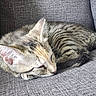 Patches And Bandit is registered to the contest to win money with this photo: animal, cat, closeup, couch, cozy, cute, domestic, feline, fur, gray, indoors, kitten, peaceful, pet, resting, sleeping, soft, tabby, texture, whiskers