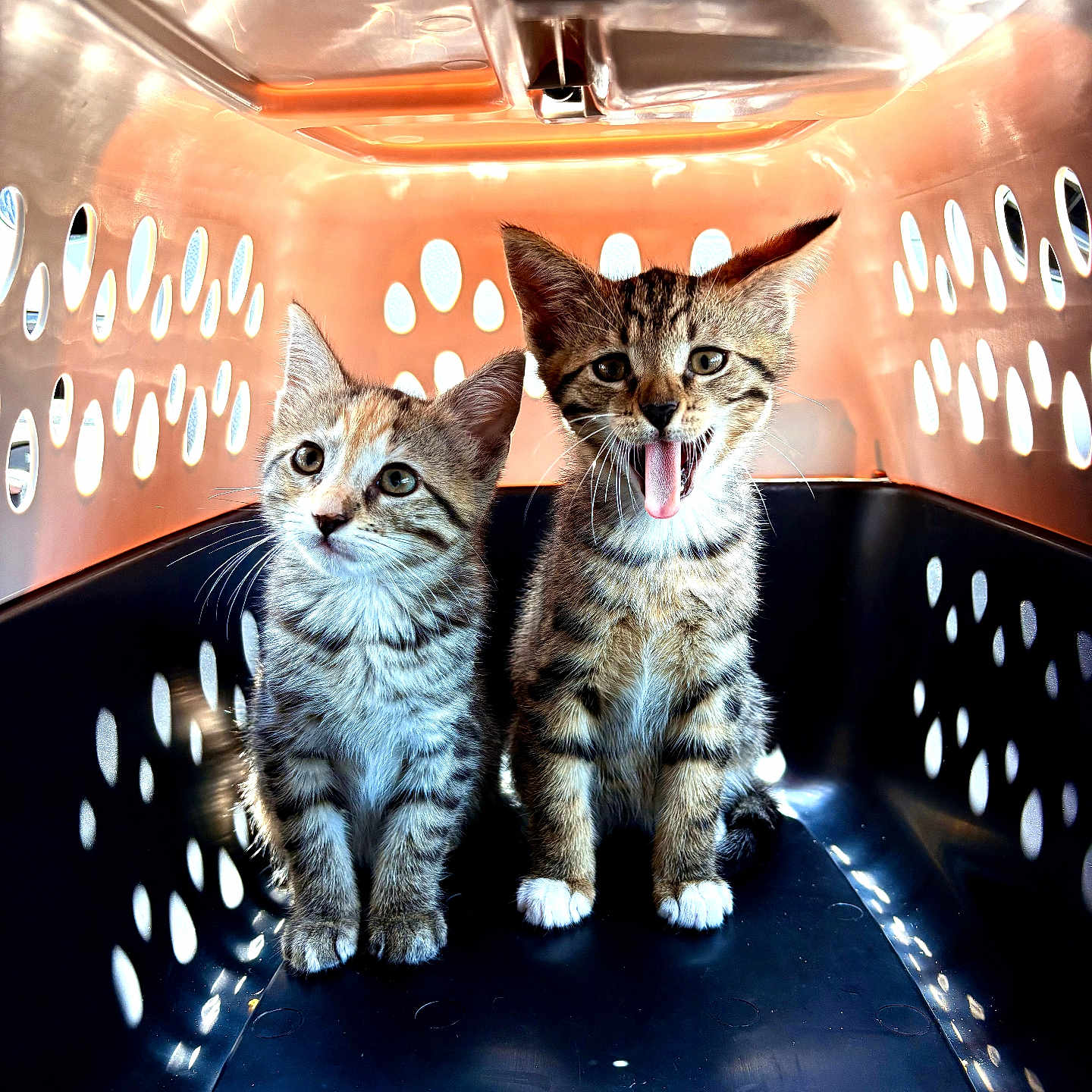 Patches And Bandit is registered to the contest to win money with this photo: adorable, animal, cat, companion, curious, cute, fur, indoor, kitten, light, meowing, pet_carrier, pets, playful, shadows, sitting, tabby, two_kittens, whiskers, young