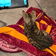 Patches And Bandit is registered to the contest to win money with this photo: blanket, cable, can, carpet, cat, cozy, electronics, floor, fur, indoor, kitten, person, pet, pringles, relaxation, screen, snack, tabby, tablet, watching