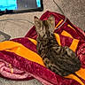 blanket, cable, can, carpet, cat, cozy, electronics, floor, fur, indoor, kitten, person, pet, pringles, relaxation, screen, snack, tabby, tablet, watching