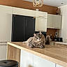 Rominet participe au concours pour gagner de l'argent avec cette photo : cat, gray_cat, kitchen, wooden_counter, modern_kitchen, refrigerator, cabinet, light_fixture, stool, furniture, indoor, pet, animal, relaxed, curious, fluffy, countertop, appliance, home, interior