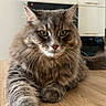 Rominet a rejoint le concours — aidez-le/la à gagner de superbes lots ! cat, tabby, fluffy, gray, green_eyes, paw, stretching, wooden_table, indoor, kitchen, feline, pet, fur, whiskers, domestic_animal, mammal, animal, cute, portrait, relaxed
