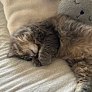 Rominet a rejoint le concours — aidez-le/la à gagner de superbes lots ! cat, tabby, sleeping, fur, bed, blanket, plush, cushion, cozy, indoor, pet, nap, relaxing, cute, animal, whiskers, paw, soft, resting, feline