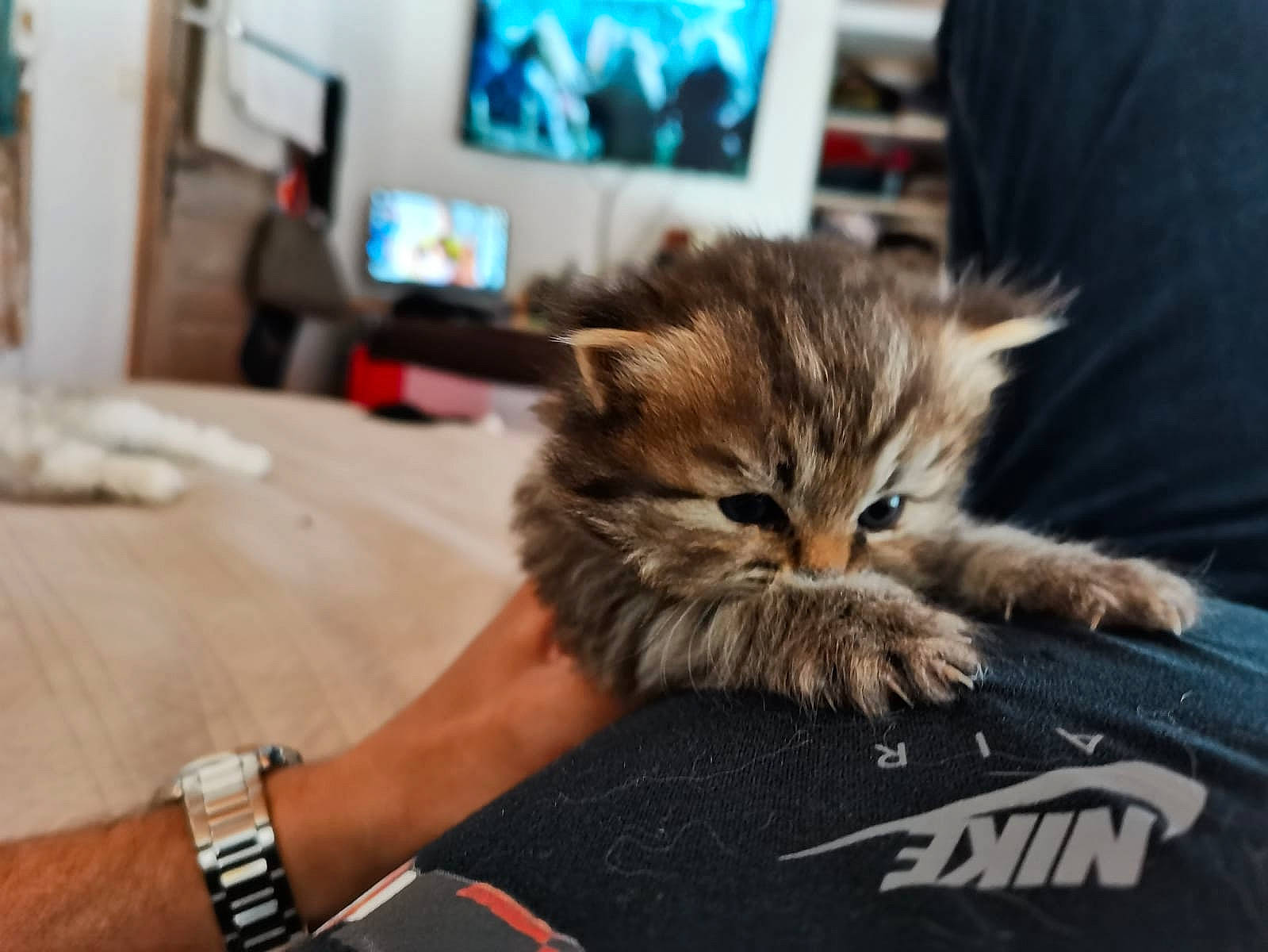 Moka a rejoint le concours — aidez-le/la à gagner de superbes lots ! canidae, carnivore, cat, comfort, companion_dog, dog_breed, fawn, felidae, flooring, fur, human_leg, picture_frame, room, small_to_medium_sized_cats, snout, table, television, watch, whiskers, wildlife