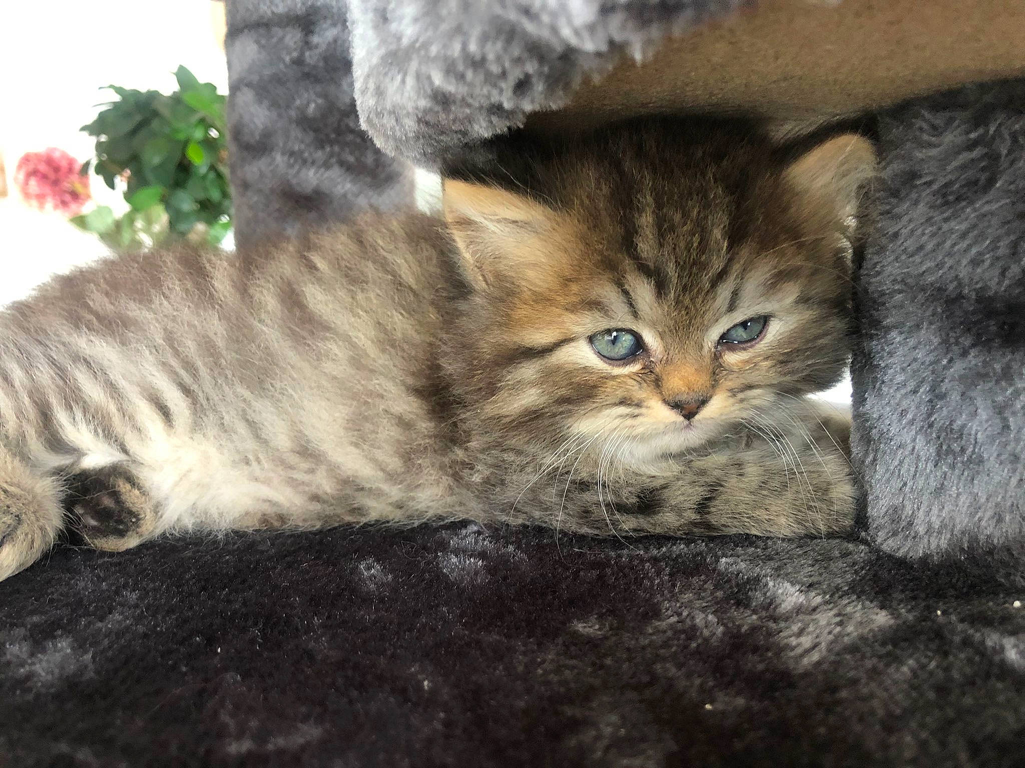 Moka participe au concours pour gagner de l'argent avec cette photo : carnivore, cat, claw, comfort, domestic_short_haired_cat, fawn, felidae, fur, grass, nap, paw, plant, small_to_medium_sized_cats, snout, tail, terrestrial_animal, tree, whiskers, window, wood