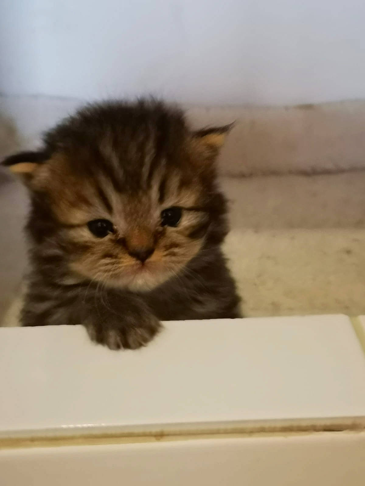 Moka a rejoint le concours — aidez-le/la à gagner de superbes lots ! box, brown, cardboard, carnivore, cat, claw, comfort, domestic_short_haired_cat, fawn, felidae, fur, paw, small_to_medium_sized_cats, snout, terrestrial_animal, whiskers, wood