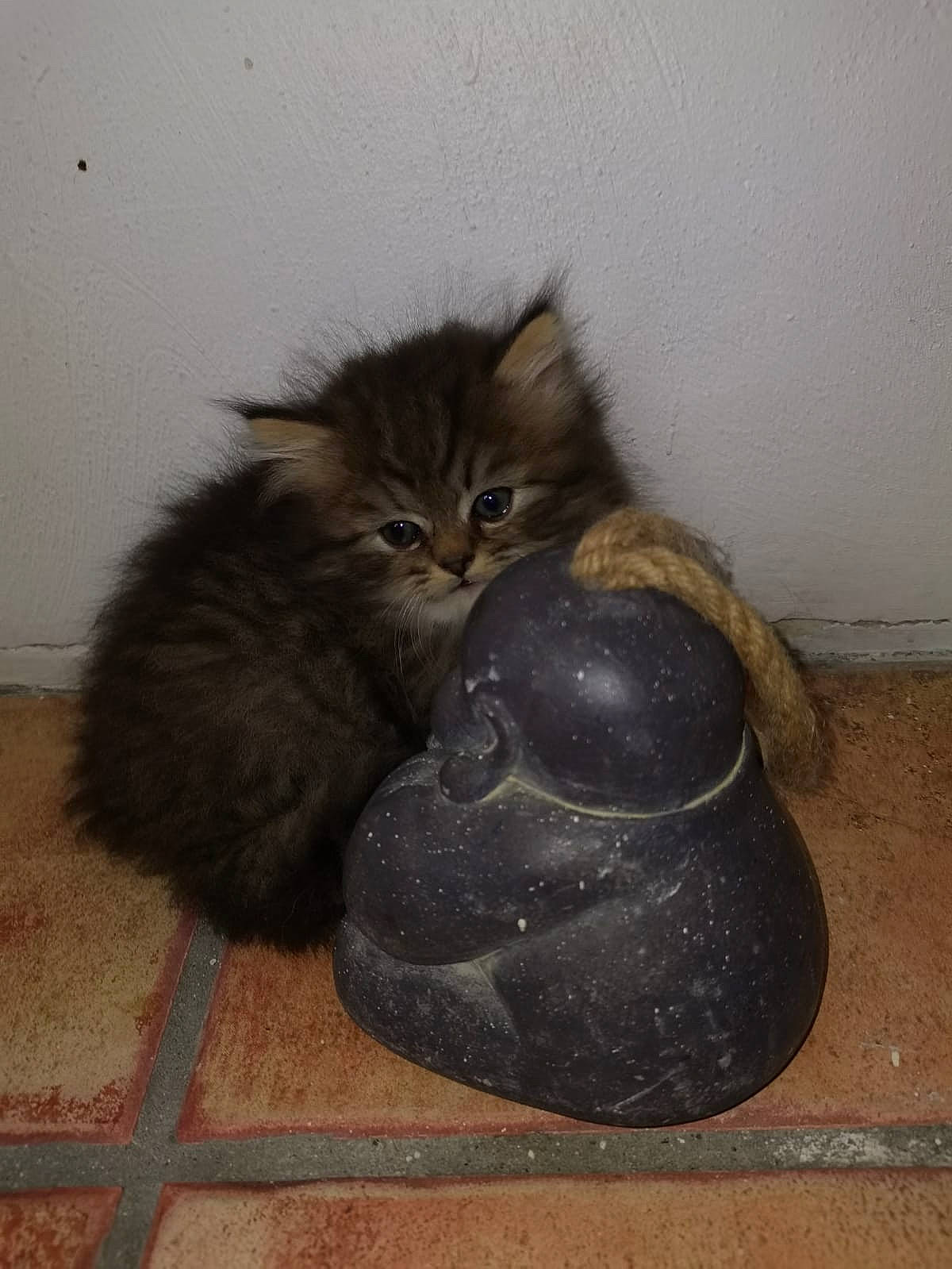 Moka participe au concours pour gagner de l'argent avec cette photo : british_longhair, carnivore, cat, claw, fawn, felidae, floor, flooring, fur, grey, hardwood, human_leg, liver, small_to_medium_sized_cats, snout, tail, terrestrial_animal, whiskers, wood