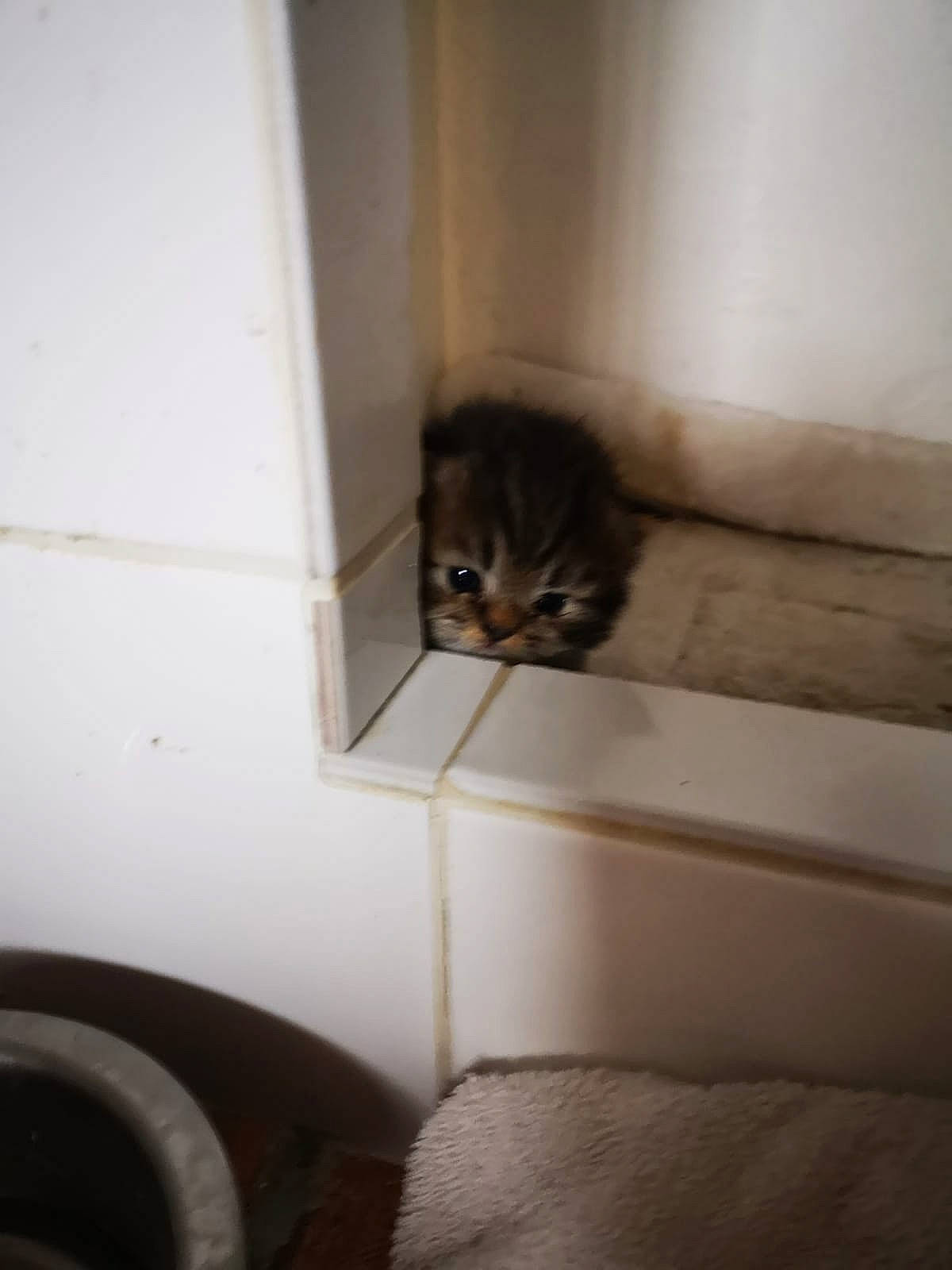 Moka participe au concours pour gagner de l'argent avec cette photo : carnivore, cat, comfort, domestic_short_haired_cat, door, fawn, felidae, floor, flooring, fur, grey, hardwood, room, small_to_medium_sized_cats, snout, tail, tints_and_shades, whiskers, window, wood