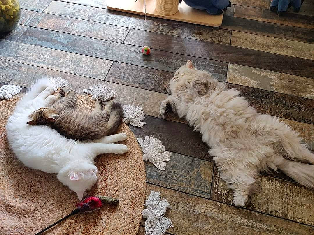 Chihiro participe au concours pour gagner de l'argent avec cette photo : carnivore, companion_dog, dog, dog_breed, fawn, felidae, floor, flooring, flowerpot, fur, grey, hardwood, road_surface, small_terrier, small_to_medium_sized_cats, snout, tail, toy_dog, wood, working_animal