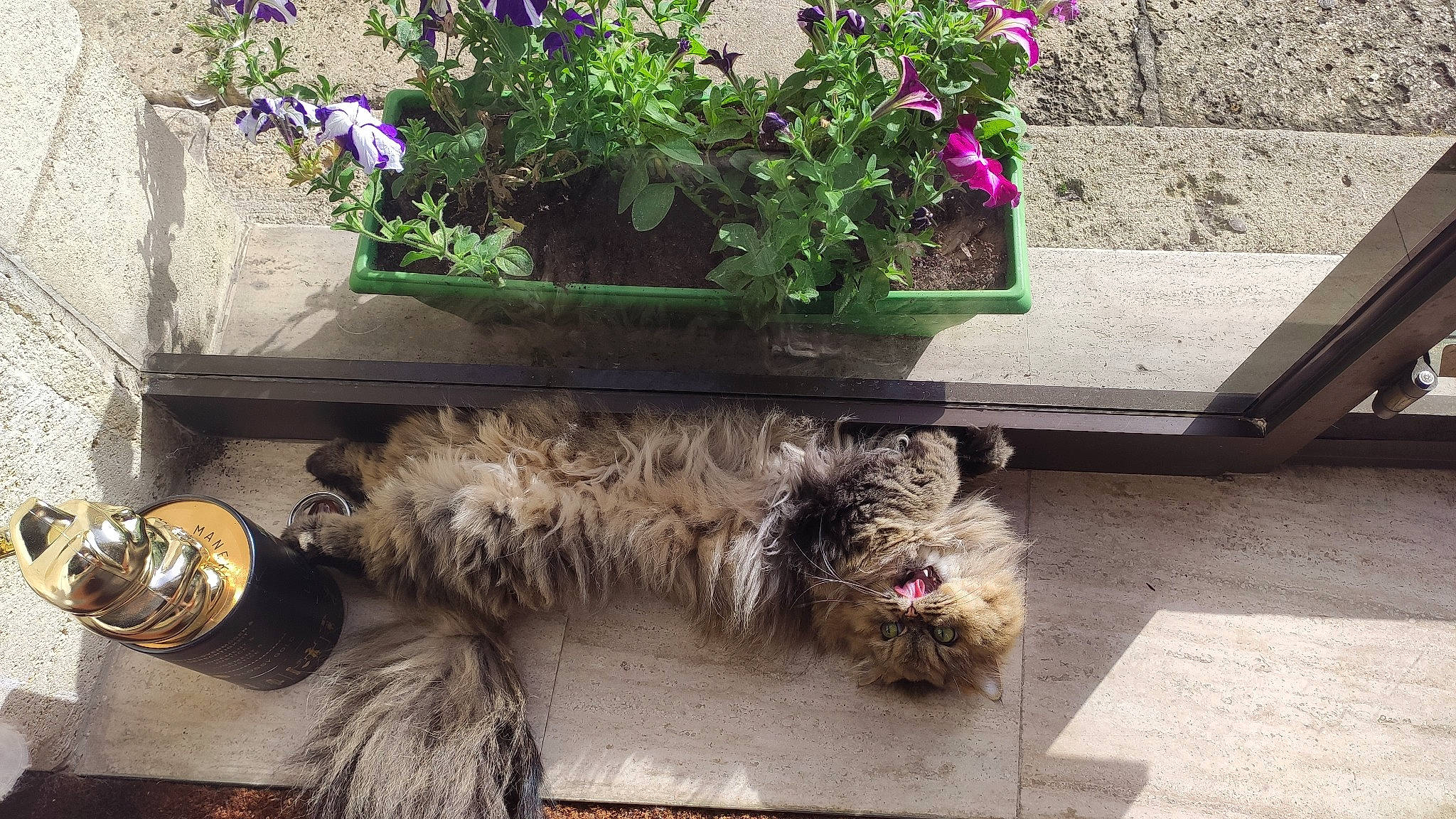Totoro participe au concours pour gagner de l'argent avec cette photo : annual_plant, carnivore, companion_dog, dog, flooring, flower, flowering_plant, flowerpot, grass, groundcover, houseplant, outdoor_furniture, plant, road_surface, shrub, sidewalk, sporting_group, tail, wall, wood