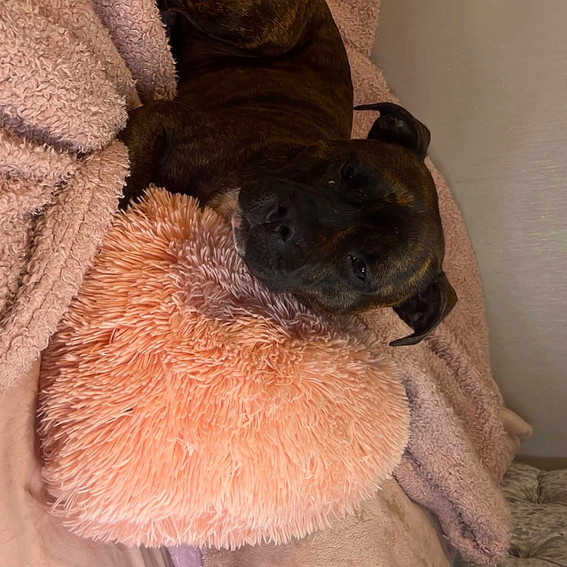 Daisy joined the competition — help win amazing prizes! audio_equipment, beard, canidae, cap, comfort, companion_dog, dog, dog_breed, ear, eyelash, fawn, fur, liver, snout, sporting_group, stuffed_toy, whiskers, wood, working_animal, wrinkle