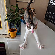 Romy participe au concours pour gagner de l'argent avec cette photo : cat, stretching, white_table, potted_plant, indoor, mouth_open, tail_up, household_items, framed_artwork, curious, pet, tabby, whiskers, playful, feline, claws_out, fur_pattern, alert, domestic, cute