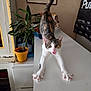 cat, stretching, white_table, potted_plant, indoor, mouth_open, tail_up, household_items, framed_artwork, curious, pet, tabby, whiskers, playful, feline, claws_out, fur_pattern, alert, domestic, cute