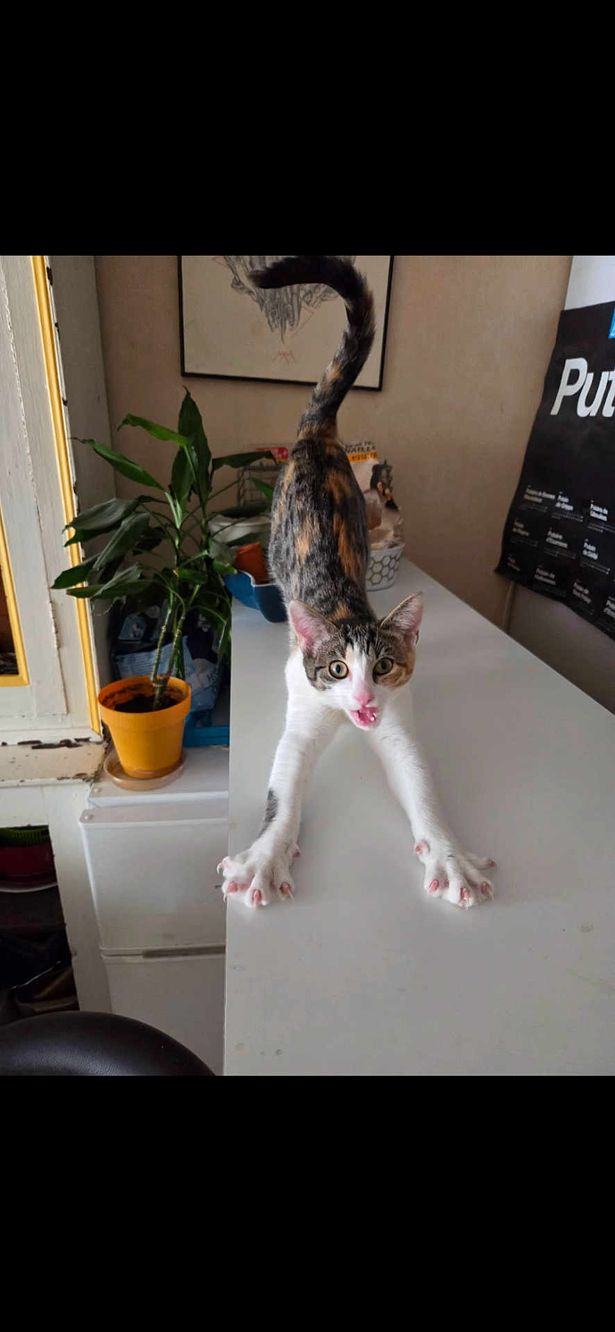 Romy participe au concours pour gagner de l'argent avec cette photo : cat, stretching, white_table, potted_plant, indoor, mouth_open, tail_up, household_items, framed_artwork, curious, pet, tabby, whiskers, playful, feline, claws_out, fur_pattern, alert, domestic, cute