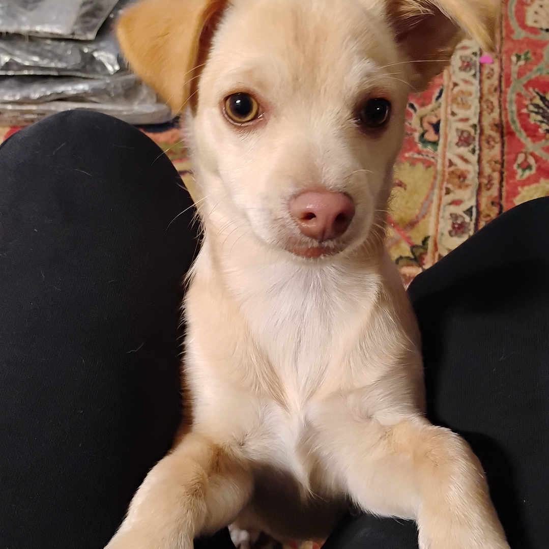 Googs joined the competition — help win amazing prizes! animal, black_pants, carpet, clothing, container, curious, dog, ears, eyes, face, fur, home, indoor, lap, legs, nose, paws, person, pet, puppy