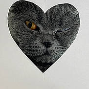 Rio is registered to the contest to win money with this photo: animal, cat, close_up, curious, cute, expression, face, feline, funny, fur, gray_cat, heart_shaped_cutout, indoor, one_eye_closed, orange_eye, paper, pet, portrait, whiskers, winking