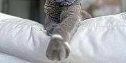 Rio is registered to the contest to win money with this photo: amber_eyes, animal, background_blur, cat, close_up, cushion, cute, domestic_animal, feline, focused, fur, gray_cat, indoor, pet, portrait, relaxed, soft_texture, stretching_paw, whiskers, white_cushion