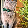 Rio is registered to the contest to win money with this photo: amber_eyes, bow_tie, cat, christmas_tree, cute, decor, domestic_animal, feline, festive, fur, gray_cat, holiday_lights, indoor, looking_up, pet, portrait, sitting, whiskers, window, windowsill