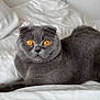 Rio is registered to the contest to win money with this photo: amber_eyes, animal, bed, cat, close_up, cozy, cute, domestic_cat, feline, fur, gray_cat, home, indoor, looking_at_camera, pet, pillow, relaxed, scottish_fold, whiskers, white_bedspread