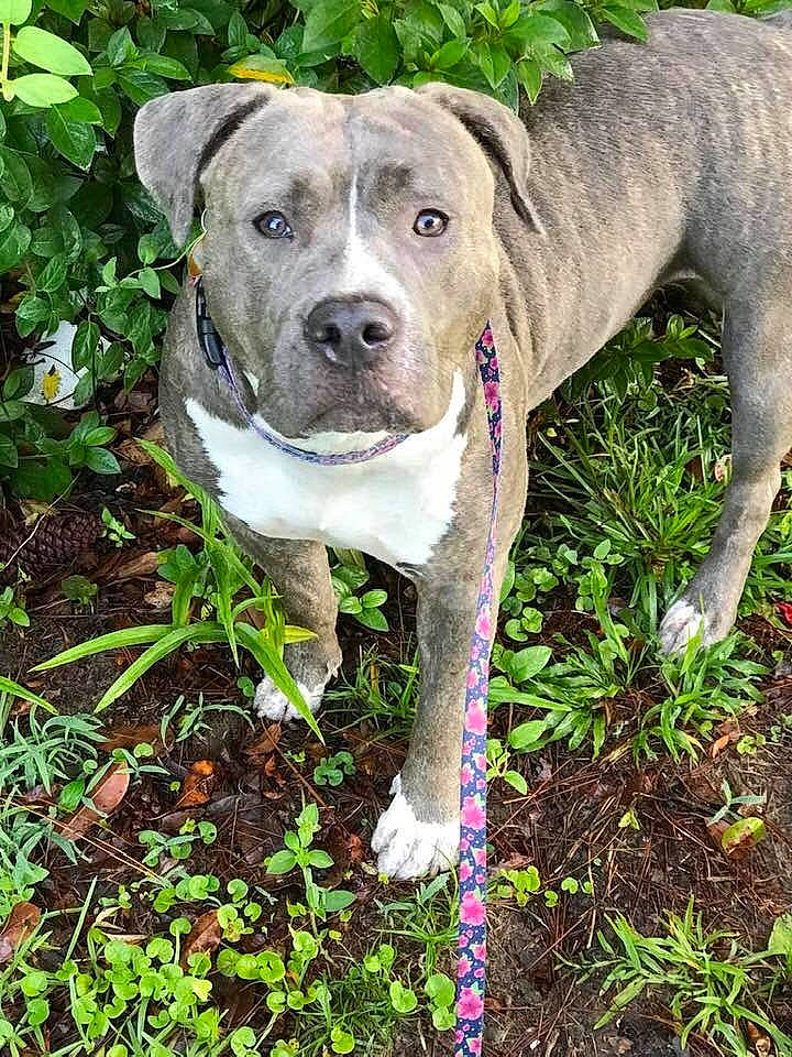 Luna is registered to the contest to win money with this photo: canidae, carnivore, collar, companion_dog, dog, dog_breed, dog_collar, dog_supply, fawn, grass, groundcover, non_sporting_group, plant, snout, sporting_group, tail, terrestrial_animal, whiskers, working_animal, working_dog