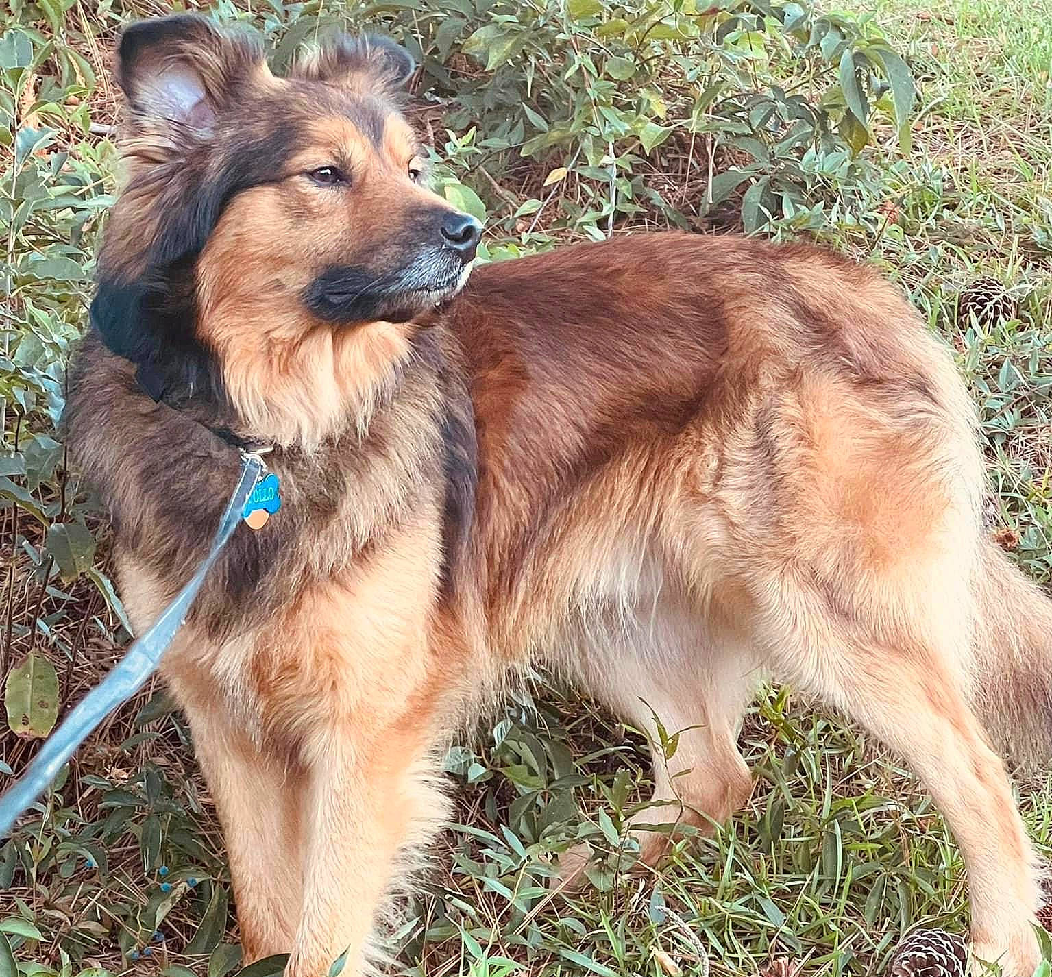 Apollo joined the competition — help win amazing prizes! canidae, carnivore, collar, companion_dog, dog, dog_breed, dog_collar, fawn, fur, grass, leash, liver, plant, snout, sporting_group, terrestrial_animal, tracking_trial, working_animal, working_dog