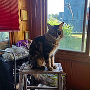 Dodger is registered to the contest to win money with this photo: cat, tabby, step_stool, wood_paneling, window, sunlight, indoor, household_items, toilet_paper, painting, curious, furniture, pet, fluffy, domestic, animal, clutter, natural_light, wood, sitting