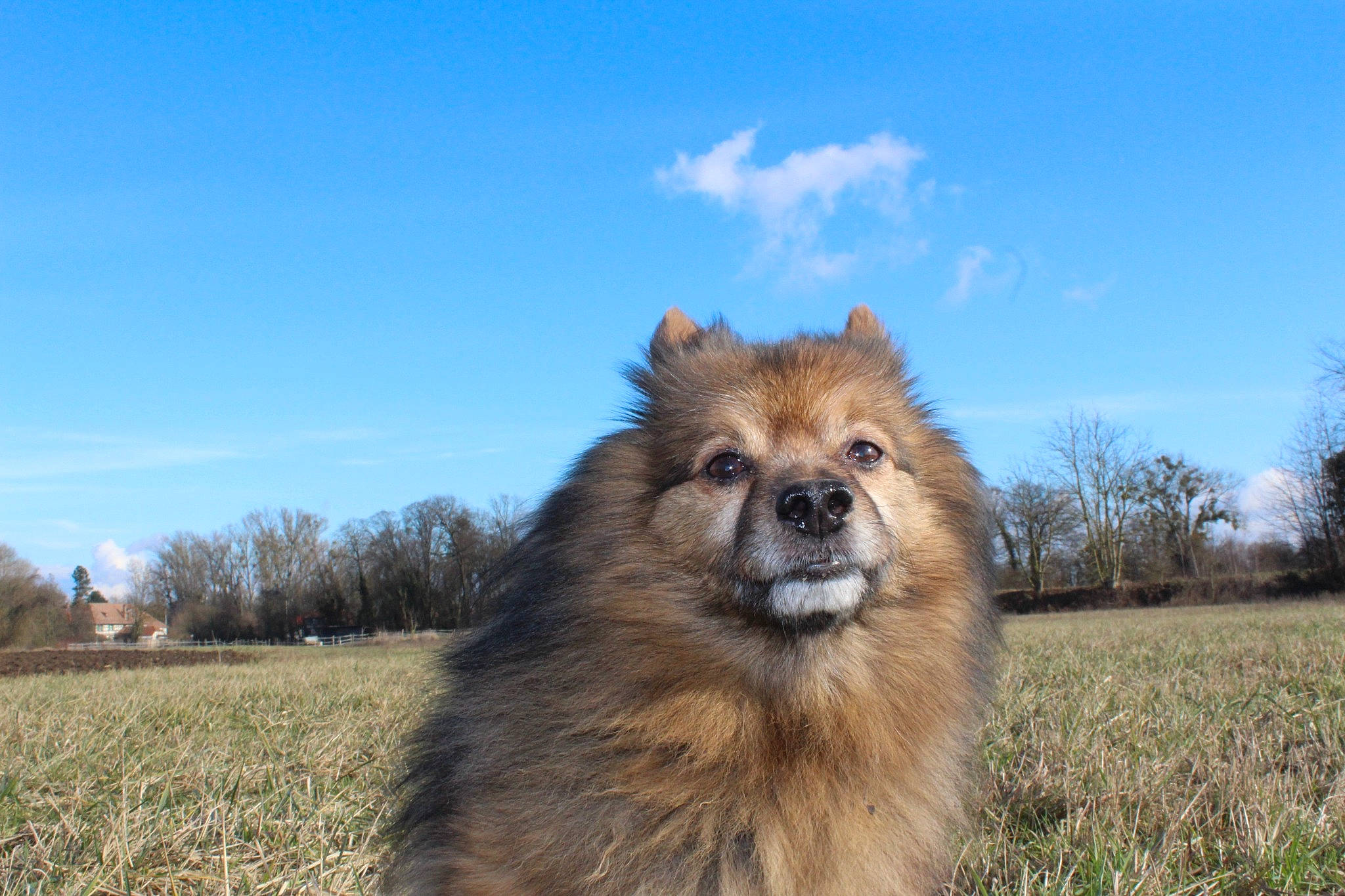 Pichou participe au concours pour gagner de l'argent avec cette photo : canidae, carnivore, cloud, companion_dog, dog, dog_breed, eye, fawn, fur, grass, grassland, landscape, plant, sky, snout, tail, terrestrial_animal, tree, whiskers, working_animal