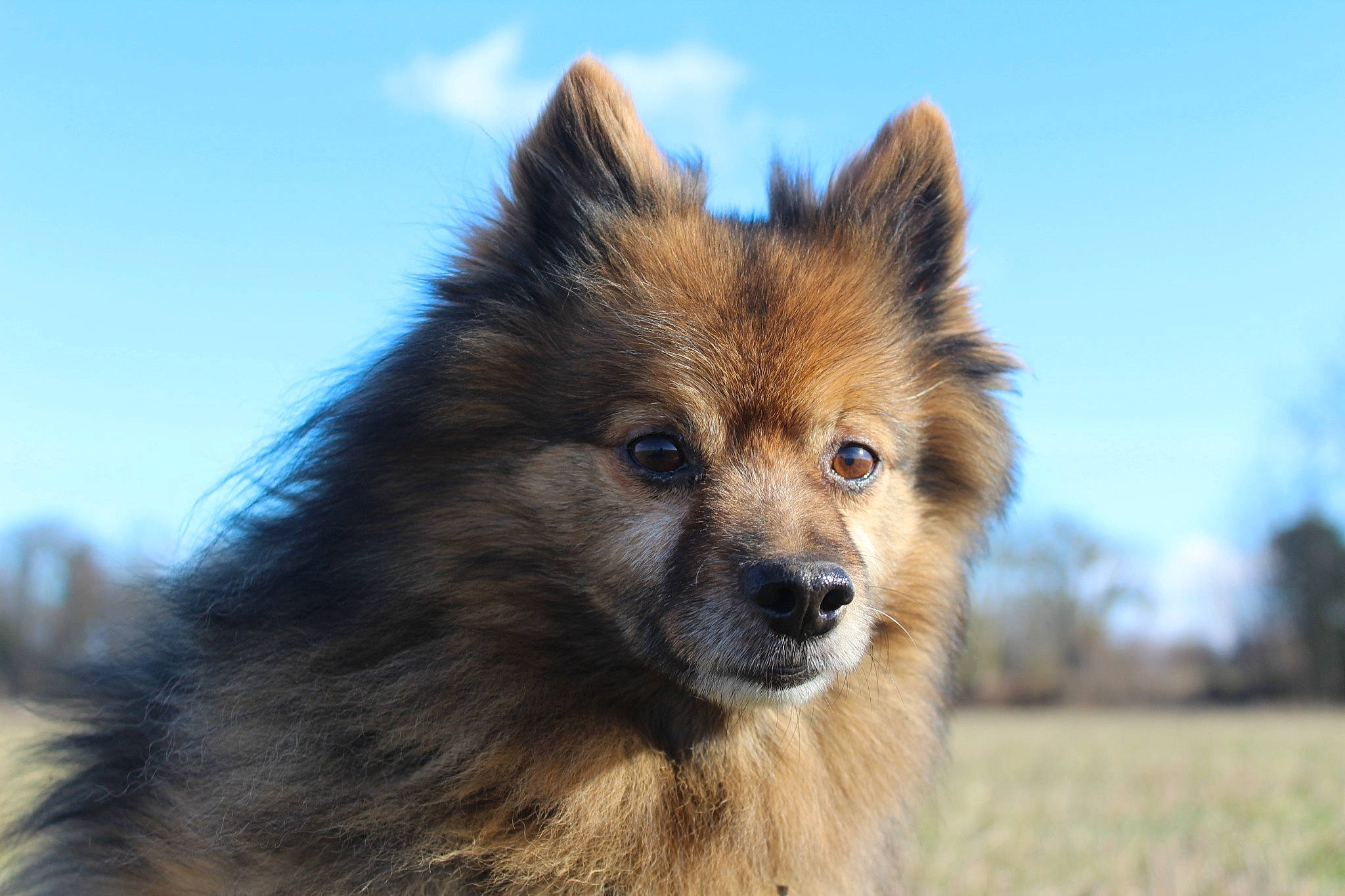 Pichou participe au concours pour gagner de l'argent avec cette photo : canidae, canis, carnivore, companion_dog, dog, dog_breed, electric_blue, eye, fawn, fur, german_spitz_mittel, head, sky, snout, spitz, sporting_group, terrestrial_animal, whiskers, wildlife, working_dog