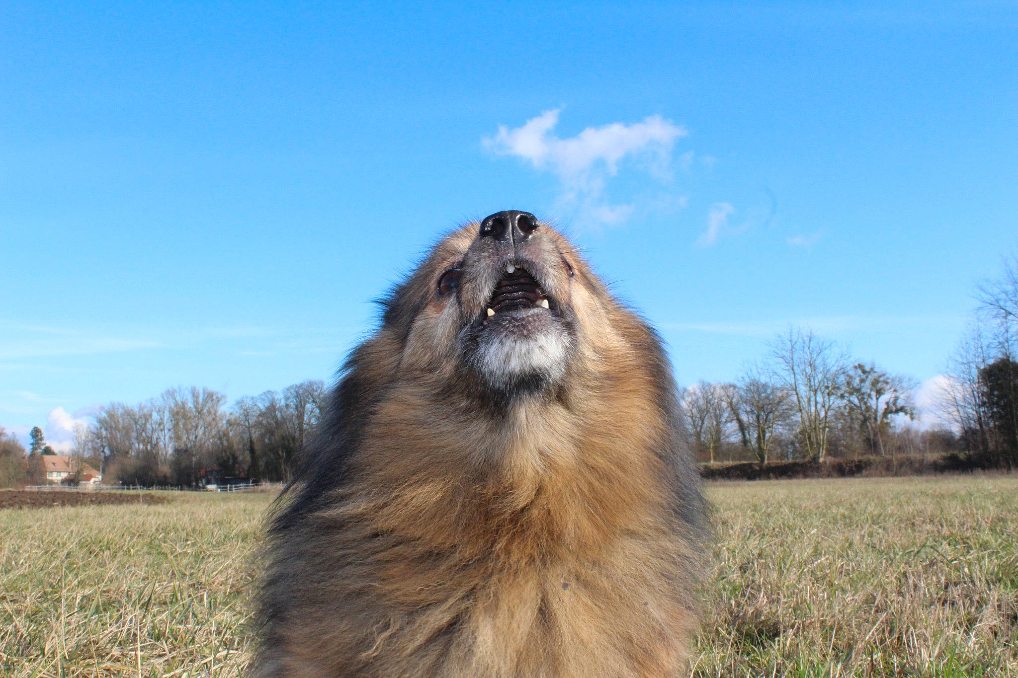 Pichou participe au concours pour gagner de l'argent avec cette photo : canidae, carnivore, cloud, companion_dog, dog, dog_breed, ecoregion, fawn, fur, grass, grassland, plant, prairie, sky, snout, sporting_group, steppe, terrestrial_animal, tree, wildlife