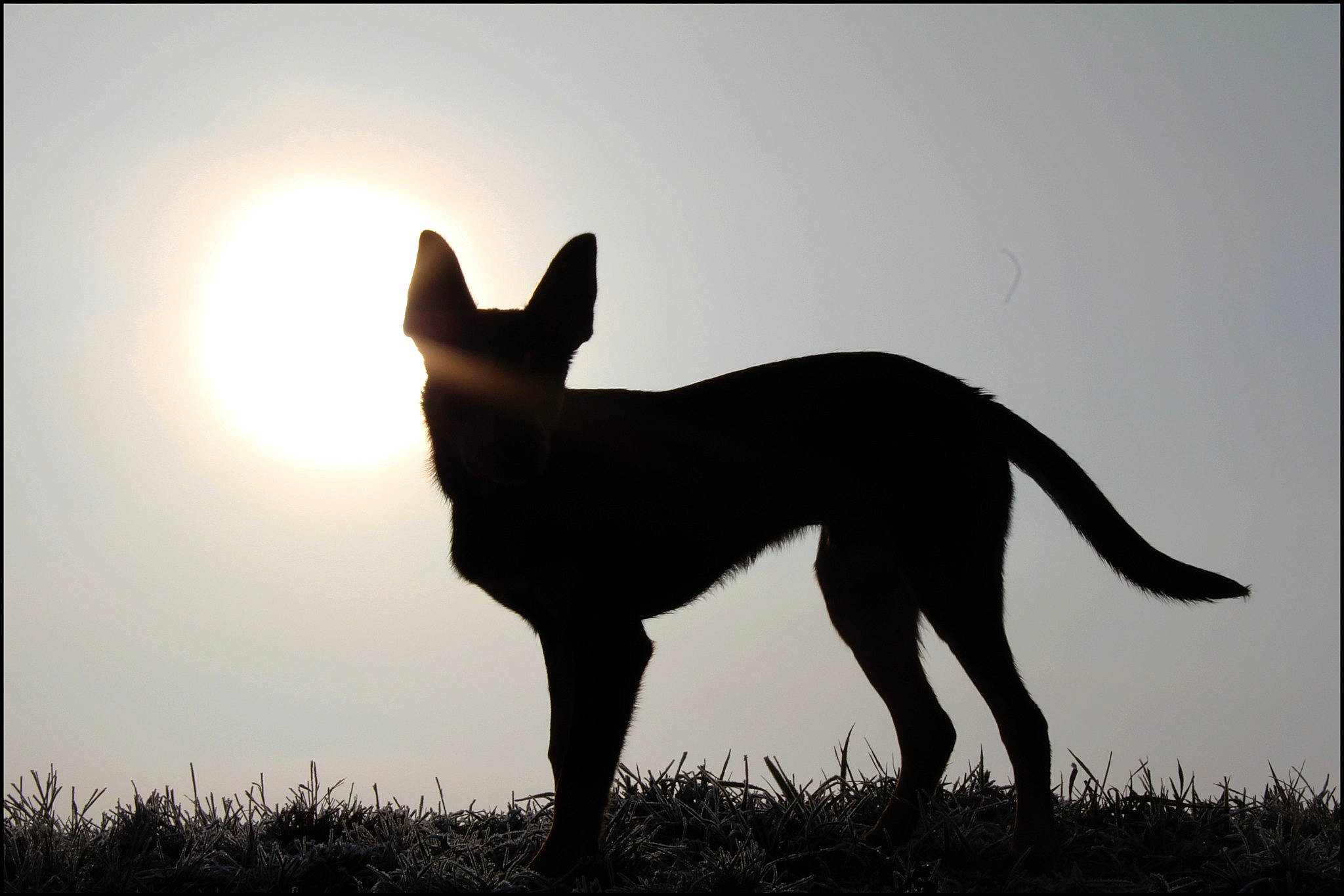 Newton participe au concours pour gagner de l'argent avec cette photo : ancient_dog_breeds, art, backlighting, canidae, carnivore, companion_dog, dog, dog_breed, hunting_dog, non_sporting_group, shadow, silhouette, sky, snout, sporting_group, tail, terrestrial_animal, wildlife, working_animal, working_dog