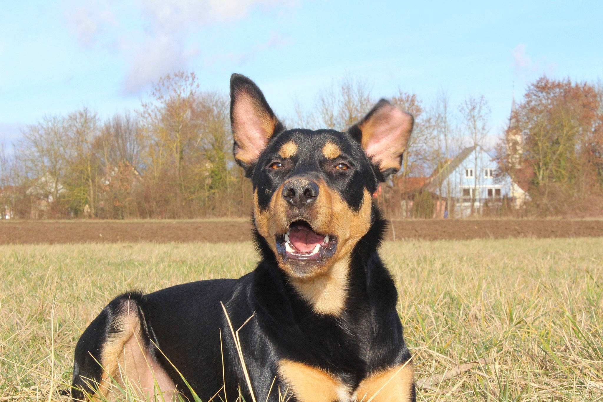 Newton a rejoint le concours — aidez-le/la à gagner de superbes lots ! canidae, carnivore, cloud, collar, companion_dog, dog, dog_breed, east_european_shepherd, grass, guard_dog, happy, herding_dog, plant, sky, snout, sporting_group, terrestrial_animal, tree, working_animal, working_dog