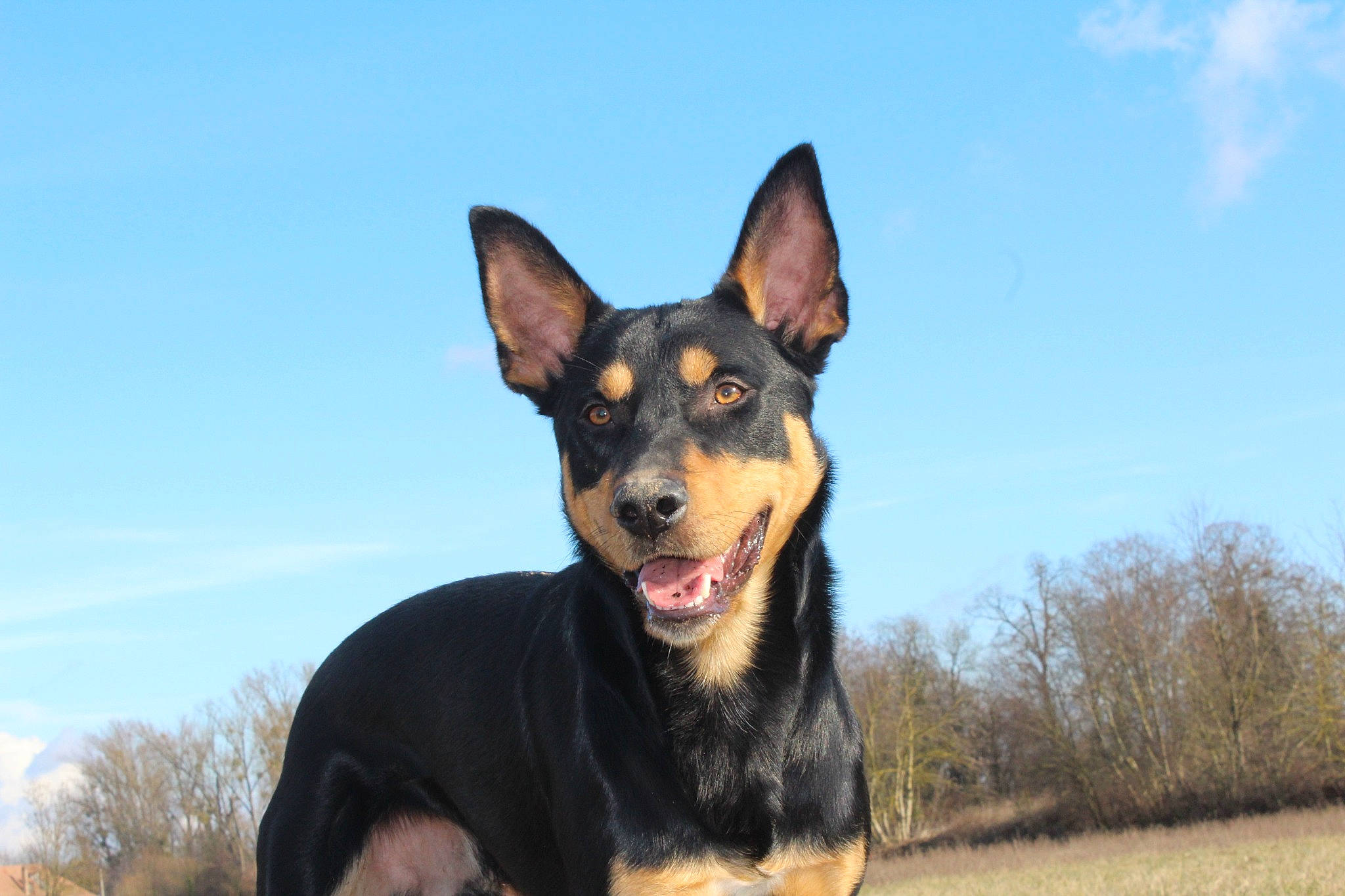 Newton a rejoint le concours — aidez-le/la à gagner de superbes lots ! canidae, carnivore, cloud, dog, dog_breed, guard_dog, herding_dog, plant, sharing, sky, snout, sporting_group, terrestrial_animal, tree, working_animal, working_dog