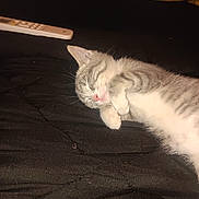 Penelope is registered to the contest to win money with this photo: kitten, sleeping, gray, white, paws, blanket, remote_control, cozy, indoor, pet, fur, cute, resting, animal, domestic, young, nap, soft, face, whiskers