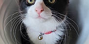 Thunder is registered to the contest to win money with this photo: animal, bell, black_and_white, bucket, cat, close_up, collar, curious, cute, domestic_cat, feline, fur, indoor, kitten, looking_up, pet, pink_nose, small, whiskers, wide_eyes