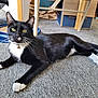 bell, black_and_white, box, carpet, cat, chair_leg, collar, domestic, feline, floor, green_eyes, household, indoor, lying_down, pet, playing, relaxed, toy, tuxedo_cat, whiskers