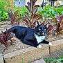background, bell, black_cat, cat, collar, daylight, feline, fence, garden, green_eyes, leafy_vegetables, lying_down, nature, outdoor, pet, plants, relaxed, soil, vegetable_garden, white_paws