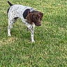 Shasta joined the competition — help win amazing prizes! dog, pointer, hunting_dog, speckled_coat, brown_head, grass, lawn, outdoor, park, standing, raised_paw, collar, leash, animal, pet, canine, portrait, alert, short_hair, greenery