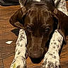 Shasta joined the competition — help win amazing prizes! dog, pet, canine, brown_dog, speckled_paws, red_collar, lying_down, front_view, face, eyes, nose, ears, large_paws, wooden_floor, indoor, home, close_up, animal_portrait, serious_expression, cute