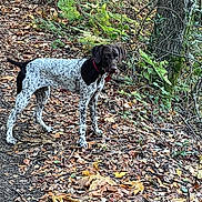 Shasta is registered to the contest to win money with this photo: dog, canine, spotted_coat, standing, outdoors, forest, woodland, trail, autumn, fallen_leaves, nature, animal, pet, collar, red_collar, short_hair, pointer, hunting_dog, greenery, portrait