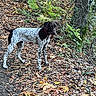 dog, canine, spotted_coat, standing, outdoors, forest, woodland, trail, autumn, fallen_leaves, nature, animal, pet, collar, red_collar, short_hair, pointer, hunting_dog, greenery, portrait