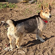 Balto is registered to the contest to win money with this photo: dog, canine, standing, outdoors, dirt, soil, backyard, garden, red_collar, pointed_ears, fluffy_tail, black_and_tan, white_fur, animal, pet, sunlight, shadow, ground, alert, portrait