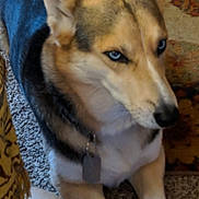 Balto joined the competition — help win amazing prizes! dog, canine, pointy_ears, blue_eyes, tan_fur, black_and_white_fur, pet, indoors, carpet, blanket, couch, sitting, lying_down, portrait, close_up, collar, tag, front_legs, alert, home