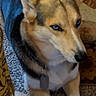 Balto joined the competition — help win amazing prizes! dog, canine, pointy_ears, blue_eyes, tan_fur, black_and_white_fur, pet, indoors, carpet, blanket, couch, sitting, lying_down, portrait, close_up, collar, tag, front_legs, alert, home