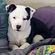 Gus is registered to the contest to win money with this photo: puppy, dog, pet, animal, black_and_white, white_fur, black_markings, floppy_ears, brown_eyes, nose, portrait, sitting, blanket, bed, bedding, cozy, indoors, home, cute, sleepy